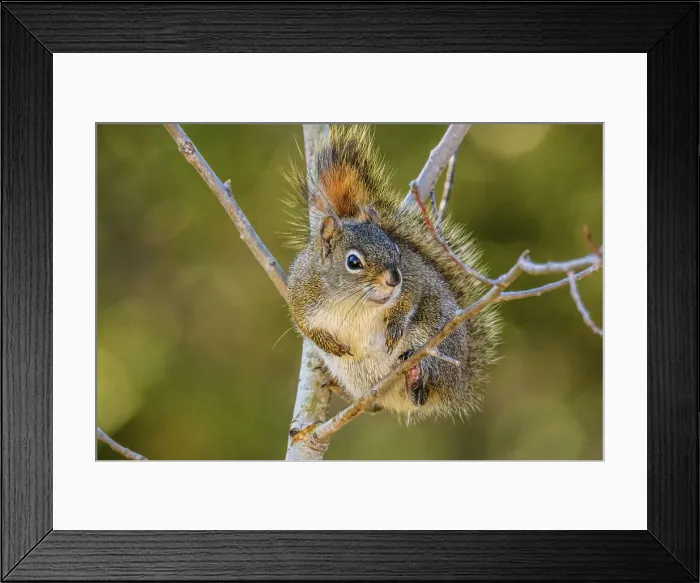 Framed Print : Red squirrel (Tamiasciurus hudsonicus, Greater Sudbury, Ontario, Canada) Framed Print : Red squirrel (Tamiasciurus hudsonicus, Greater Sudbury, Ontario, Canada)