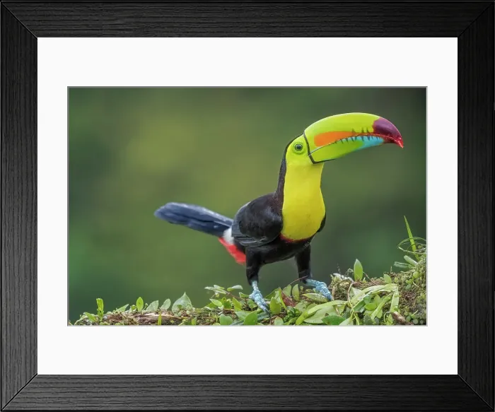 Framed Print : Keel-billed Toucan (Ramphastos sulfuratus), Costa Rica Framed Print : Keel-billed Toucan (Ramphastos sulfuratus), Costa Rica