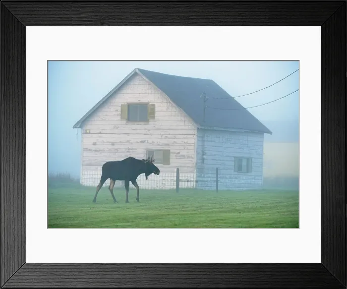 Framed Print : Moose (Alces alces) Young bull standing on a rural lawn, Greater Sudbury, Ontario, Canada
