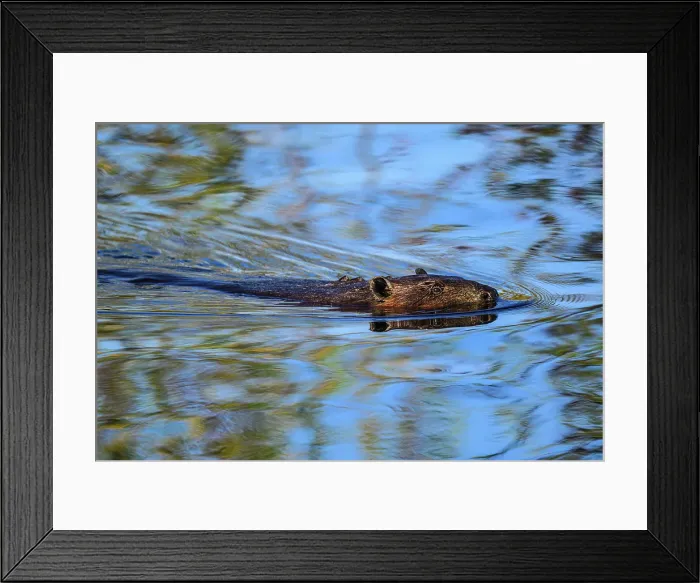 Framed Print : Beaver (Castor canadensis) Tending mud dam, Greater Sudbury, Ontario, Canada Framed Print : Beaver (Castor canadensis) Tending mud dam, Greater Sudbury, Ontario, Canada