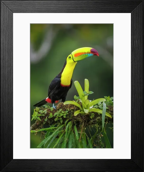 Framed Print : Keel-billed Toucan (Ramphastos sulfuratus), Costa Rica