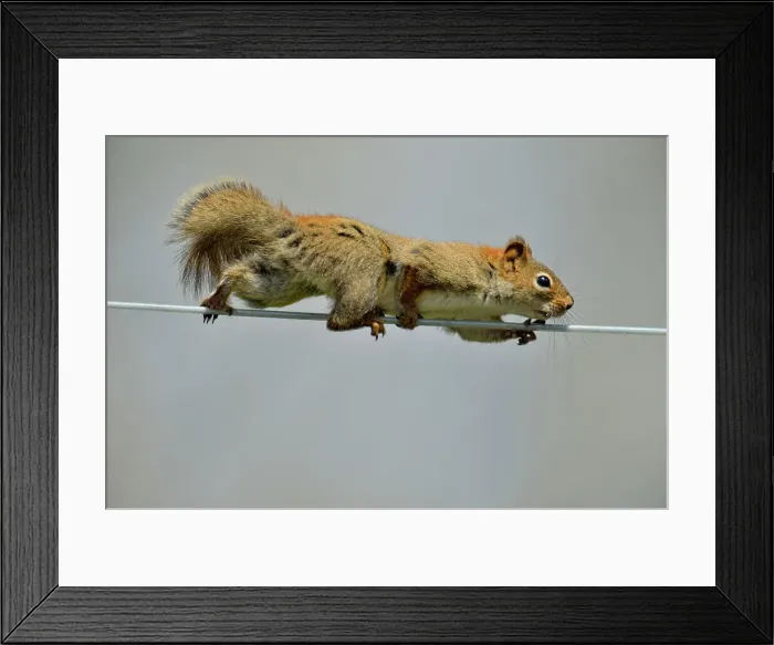 Framed Print : American red squirrel (Tamiasciurus hudsonicus) Walking on clothesline to bird seed feeder, Greater Sudbury, Ontario, Canada Framed Print : American red squirrel (Tamiasciurus hudsonicus) Walking on clothesline to bird seed feeder, Greater Sudbury, Ontario, Canada