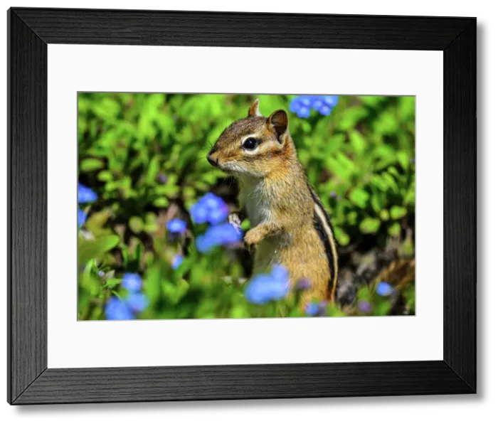 Framed Print : Eastern chipmunk (Tamias striatus), Greater Sudbury, Ontario, Canada Framed Print : Eastern chipmunk (Tamias striatus), Greater Sudbury, Ontario, Canada