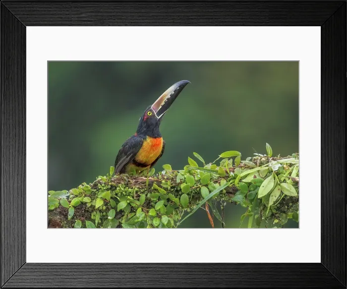 Framed Print : Collared Aracari (Pteroglossus torquatus), Boca Tapada, Alajuela, Costa Rica Framed Print : Collared Aracari (Pteroglossus torquatus), Boca Tapada, Alajuela, Costa Rica