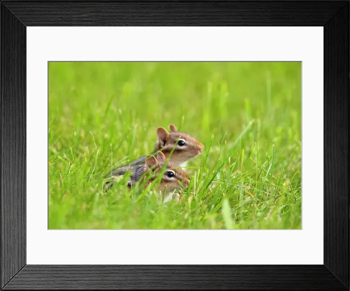 Framed Print : Eastern chipmunk (Tamias striatus) Near burow on residential lawn, Greater Sudbury, Ontario, Canada Framed Print : Eastern chipmunk (Tamias striatus) Near burow on residential lawn, Greater Sudbury, Ontario, Canada