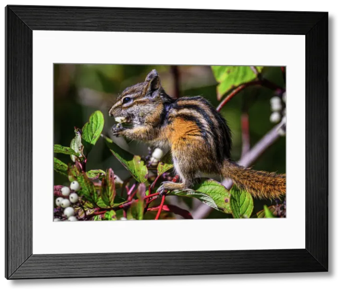 Framed Print : Eastern chipmunk (Tamias striatus) Eating red osier dogwood berries, Ontario, Canada Framed Print : Eastern chipmunk (Tamias striatus) Eating red osier dogwood berries, Ontario, Canada