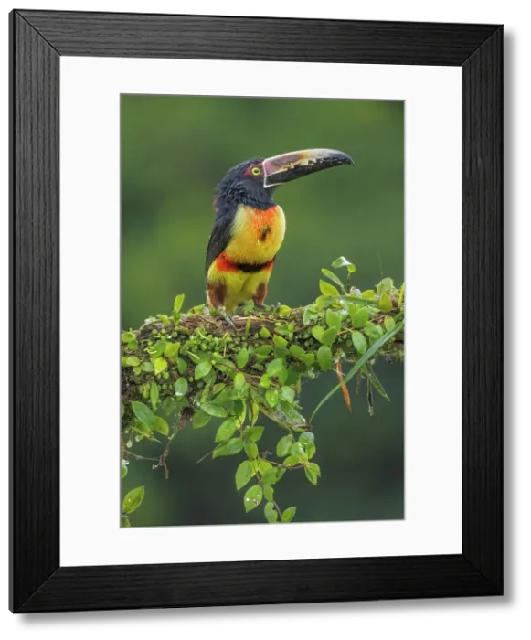 Framed Print : Collared Aracari (Pteroglossus torquatus), Boca Tapada, Alajuela, Costa Rica Framed Print : Collared Aracari (Pteroglossus torquatus), Boca Tapada, Alajuela, Costa Rica