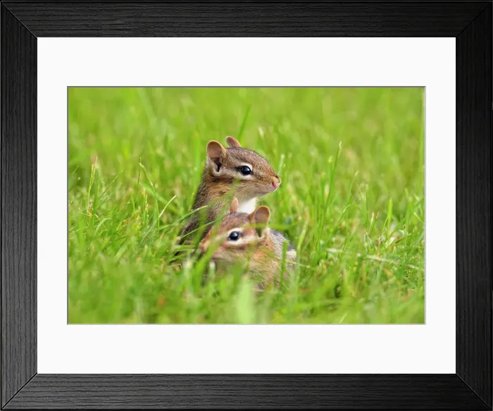 Framed Print : Eastern chipmunk (Tamias striatus) Near burow on residential lawn, Greater Sudbury, Ontario, Canada Framed Print : Eastern chipmunk (Tamias striatus) Near burow on residential lawn, Greater Sudbury, Ontario, Canada