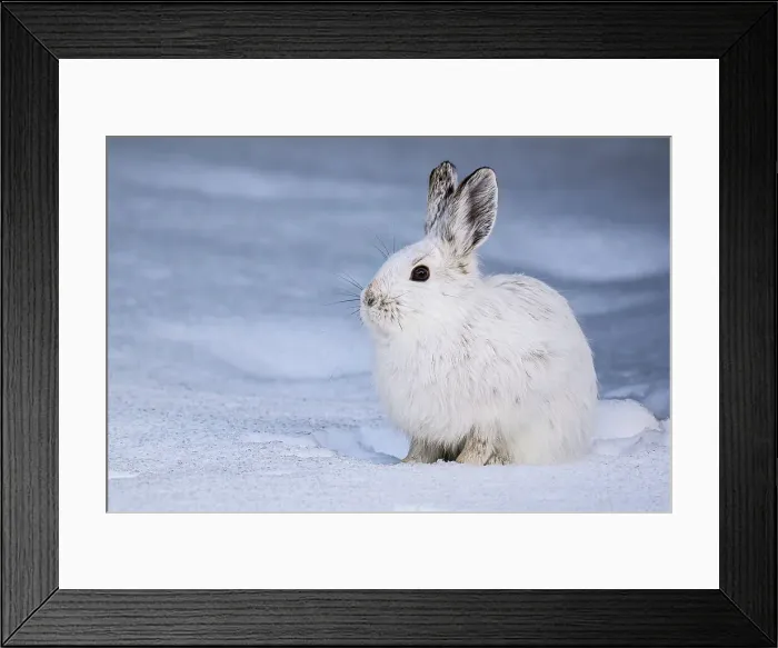 Framed Print : Varying hare, snowshoe hare (Lepus americanus) White winter phase, Greater Sudbury, Ontario, Canada Framed Print : Varying hare, snowshoe hare (Lepus americanus) White winter phase, Greater Sudbury, Ontario, Canada
