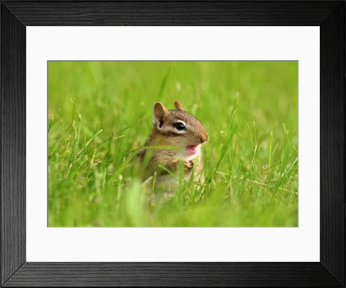Framed Print : Eastern chipmunk (Tamias striatus) Near burow on residential lawn, Greater Sudbury, Ontario, Canada Framed Print : Eastern chipmunk (Tamias striatus) Near burow on residential lawn, Greater Sudbury, Ontario, Canada