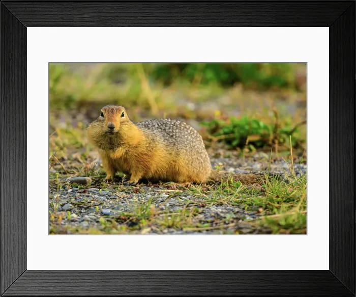 Framed Print : Columbian ground squirrel (Urocitellus columbianus), Haines Junction, Yukon, Canada Framed Print : Columbian ground squirrel (Urocitellus columbianus), Haines Junction, Yukon, Canada