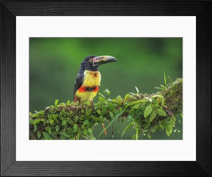 Framed Print : Collared Aracari (Pteroglossus torquatus), Boca Tapada, Alajuela, Costa Rica Framed Print : Collared Aracari (Pteroglossus torquatus), Boca Tapada, Alajuela, Costa Rica