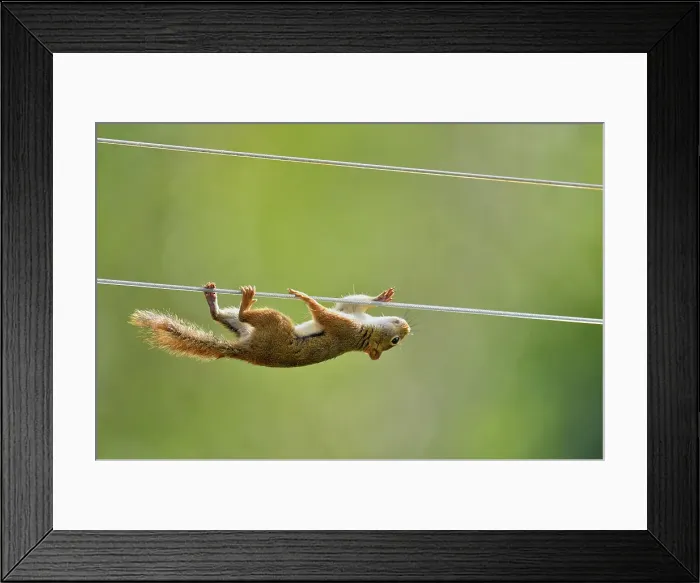 Framed Print : Red squirrel (Tamiasciurus hudsonicus) climbing along clothesline to bird feeder, Greater Sudbury, Ontario, Canada Framed Print : Red squirrel (Tamiasciurus hudsonicus) climbing along clothesline to bird feeder, Greater Sudbury, Ontario, Canada