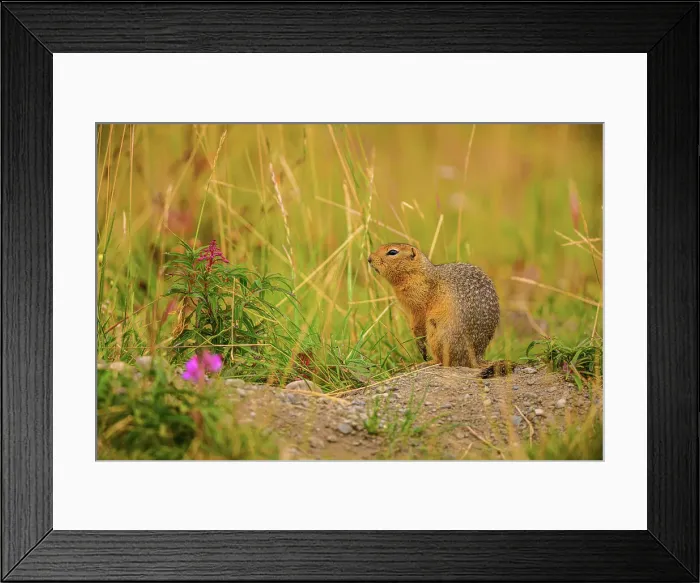 Framed Print : Columbian ground squirrel (Urocitellus columbianus), Haines Junction, Yukon, Canada Framed Print : Columbian ground squirrel (Urocitellus columbianus), Haines Junction, Yukon, Canada