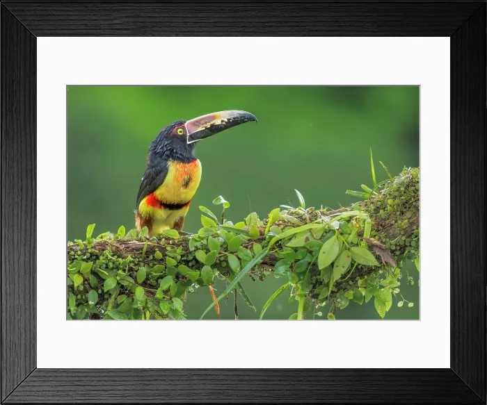 Framed Print : Collared Aracari (Pteroglossus torquatus), Boca Tapada, Alajuela, Costa Rica Framed Print : Collared Aracari (Pteroglossus torquatus), Boca Tapada, Alajuela, Costa Rica
