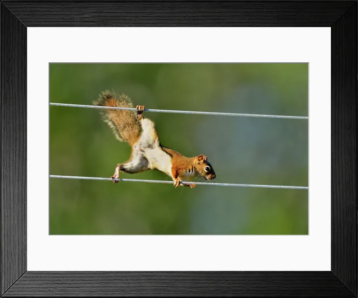 Framed Print : Red squirrel (Tamiasciurus hudsonicus) climbing along clothesline to bird feeder, Greater Sudbury, Ontario, Canada Framed Print : Red squirrel (Tamiasciurus hudsonicus) climbing along clothesline to bird feeder, Greater Sudbury, Ontario, Canada