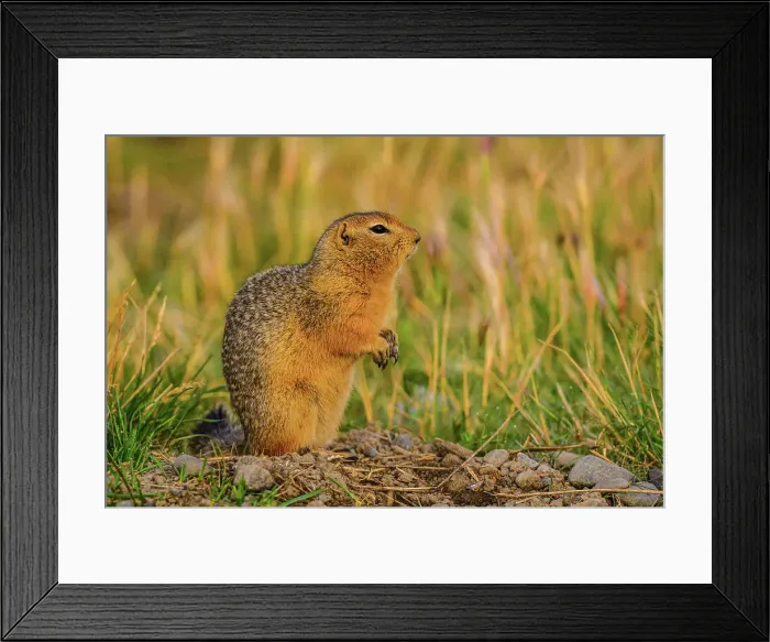 Framed Print : Columbian ground squirrel (Urocitellus columbianus), Haines Junction, Yukon, Canada Framed Print : Columbian ground squirrel (Urocitellus columbianus), Haines Junction, Yukon, Canada