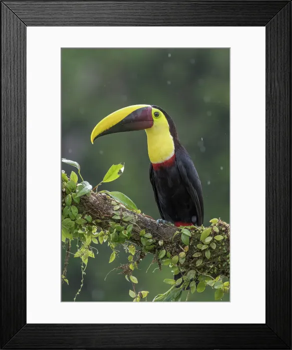 Framed Print : Yellow-throated Toucan (Ramphastos ambiguus), also known as the Chestnut-mandibled Toucan, Boca Tapada, Costa Rica Framed Print : Yellow-throated Toucan (Ramphastos ambiguus), also known as the Chestnut-mandibled Toucan, Boca Tapada, Costa Rica