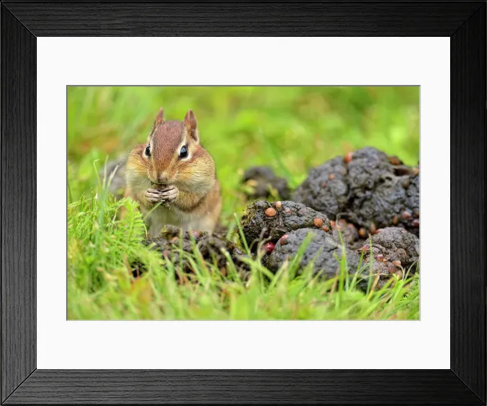 Framed Print : Eastern chipmunk (Tamias striatus) Harvesting seeds from a fresh pile of black bear scat, Greater Sudbury, Ontario, Canada Framed Print : Eastern chipmunk (Tamias striatus) Harvesting seeds from a fresh pile of black bear scat, Greater Sudbury, Ontario, Canada