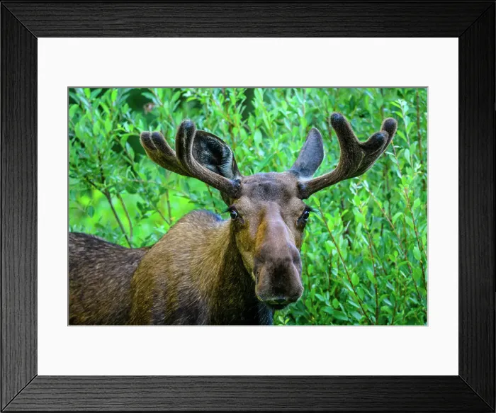 Framed Print : Moose (Alces alces), Liard Hot Springs provincial park, BC British Columbia, Canada Framed Print : Moose (Alces alces), Liard Hot Springs provincial park, BC British Columbia, Canada
