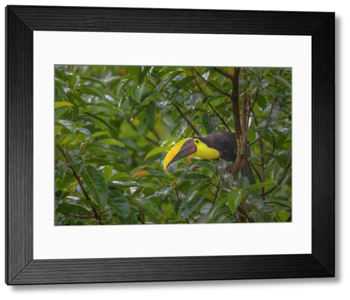Framed Print : Yellow-throated Toucan (Ramphastos ambiguus), also known as the Chestnut-mandibled Toucan, Boca Tapada, Costa Rica Framed Print : Yellow-throated Toucan (Ramphastos ambiguus), also known as the Chestnut-mandibled Toucan, Boca Tapada, Costa Rica