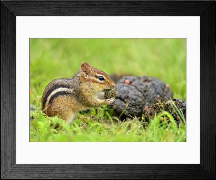 Framed Print : Eastern chipmunk (Tamias striatus) Harvesting seeds from a fresh pile of black bear scat, Greater Sudbury, Ontario, Canada Framed Print : Eastern chipmunk (Tamias striatus) Harvesting seeds from a fresh pile of black bear scat, Greater Sudbury, Ontario, Canada