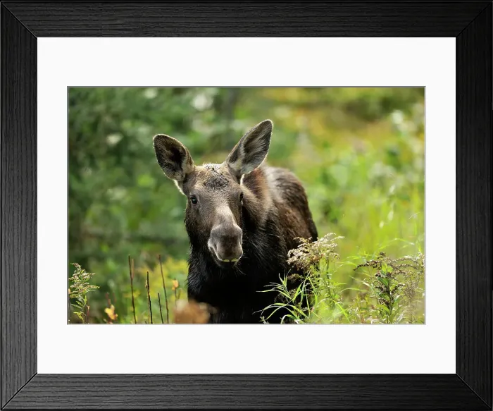 Framed Print : Moose (Alces alces) First year calf, Algonquin Prov Park, Ontario, Canada Framed Print : Moose (Alces alces) First year calf, Algonquin Prov Park, Ontario, Canada