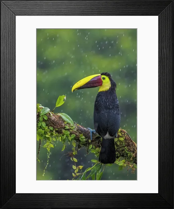 Framed Print : Yellow-throated Toucan (Ramphastos ambiguus), also known as the Chestnut-mandibled Toucan, Boca Tapada, Costa Rica Framed Print : Yellow-throated Toucan (Ramphastos ambiguus), also known as the Chestnut-mandibled Toucan, Boca Tapada, Costa Rica