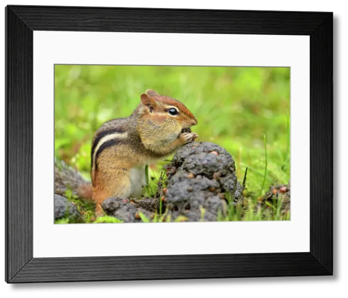 Framed Print : Eastern chipmunk (Tamias striatus) Harvesting seeds from a fresh pile of black bear scat, Greater Sudbury, Ontario, Canada Framed Print : Eastern chipmunk (Tamias striatus) Harvesting seeds from a fresh pile of black bear scat, Greater Sudbury, Ontario, Canada