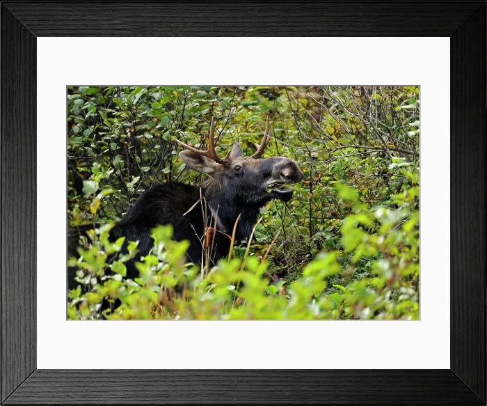 Framed Print : Moose (Alces alces) Bull eating tree leaves in autumn, Algonquin Prov Park, Ontario, Canada Framed Print : Moose (Alces alces) Bull eating tree leaves in autumn, Algonquin Prov Park, Ontario, Canada