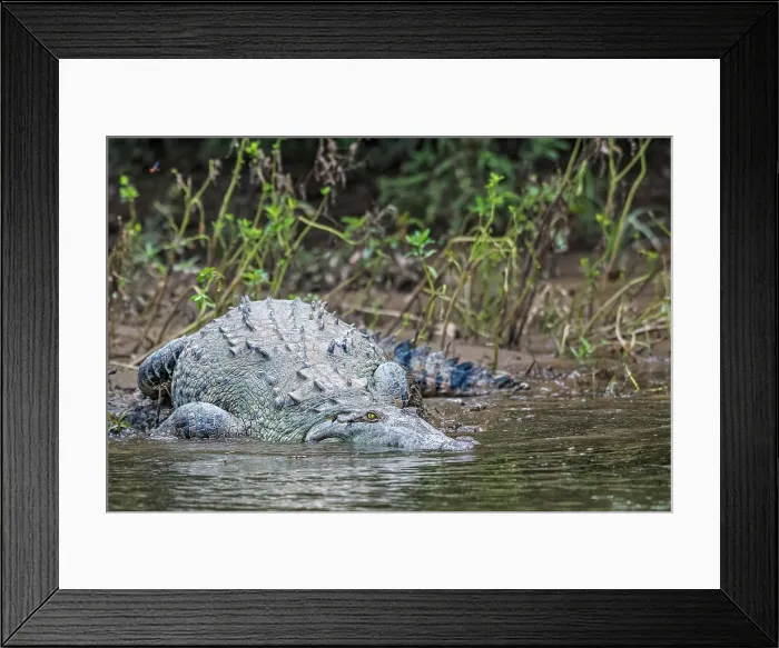 Framed Print : American Crocodile (Crocodylus acutus), San Carlos River, Costa Rica Framed Print : American Crocodile (Crocodylus acutus), San Carlos River, Costa Rica