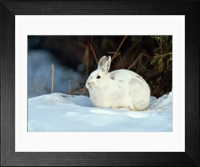 Framed Print : Varying / snowshoe hare (Lepus americanus) Winter pelage. Resting and feeding on spruce needles, Greater Sudbury, Ontario, Canada Framed Print : Varying / snowshoe hare (Lepus americanus) Winter pelage. Resting and feeding on spruce needles, Greater Sudbury, Ontario, Canada
