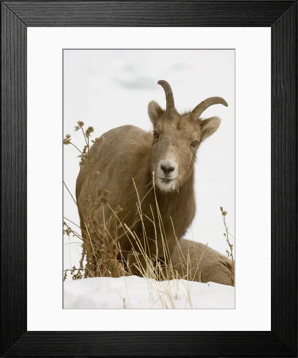 Framed Print : Bighorn sheep, Ovis canadensis. Ewe grazing on roadside grasses, Lake Minnewonka Road. Banff National Park, Alberta, Canada