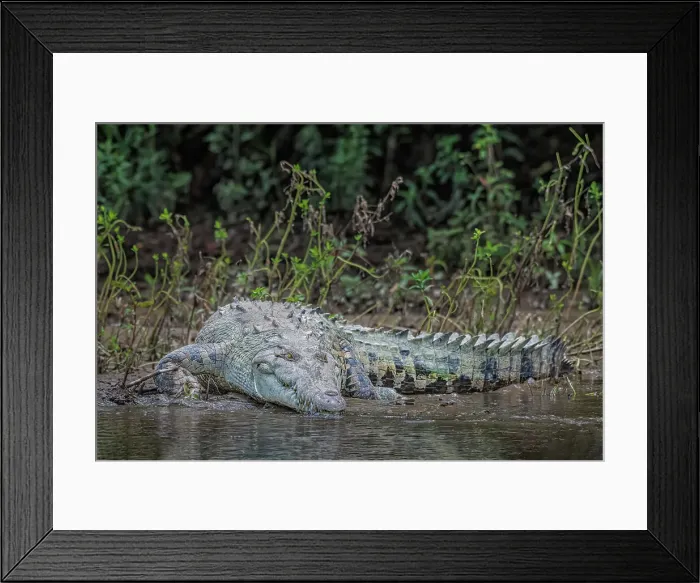 Framed Print : American Crocodile (Crocodylus acutus), San Carlos River, Costa Rica Framed Print : American Crocodile (Crocodylus acutus), San Carlos River, Costa Rica