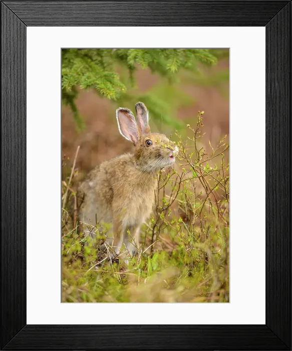 Framed Print : Varying hare, Snowshoe hare (Lepus americanus) In spring with tick infestation, eating buds and twigs, Greater Sudbury, Ontario, Canada Framed Print : Varying hare, Snowshoe hare (Lepus americanus) In spring with tick infestation, eating buds and twigs, Greater Sudbury, Ontario, Canada
