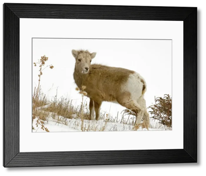 Framed Print : Bighorn sheep, Ovis canadensis. Lambs grazing on roadside grasses, Lake Minnewonka Road. Banff National Park, Alberta, Canada
