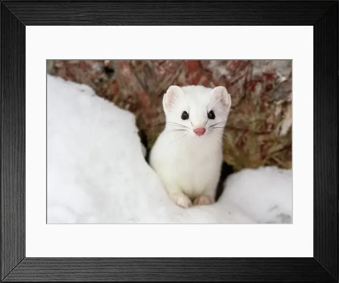Framed Print : Ermine (Mustela ermina) winter coat, Greater Sudbury, Ontario, Canada