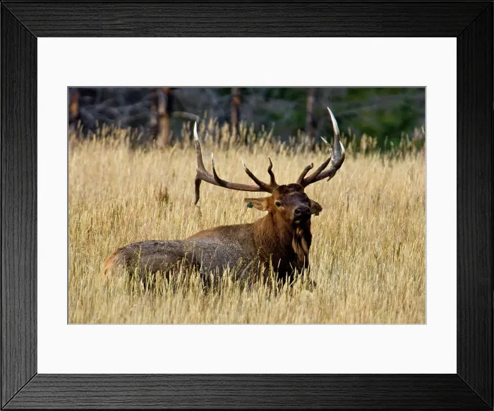 Framed Print : Elk, Cervus elaphus. Stag / Bull in autumn rut, Jasper, Alberta, Canada
