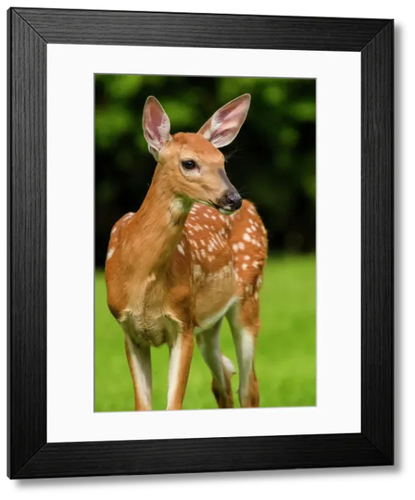 Framed Print : White-tailed deer (Odocoileus virginianus). Curious fawn visiting a rural backyard, Greater Sudbury, Ontario, Canada Framed Print : White-tailed deer (Odocoileus virginianus). Curious fawn visiting a rural backyard, Greater Sudbury, Ontario, Canada