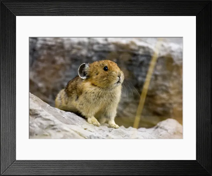 Framed Print : Pika, Ochotona princeps in rockfall habitat, Jasper National Park, Alberta, Canada