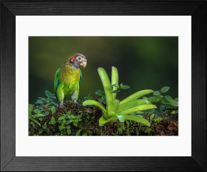 Framed Print : Brown-hooded Parrot (Pyrilia haematotis), Boca Tapada, Costa Rica Framed Print : Brown-hooded Parrot (Pyrilia haematotis), Boca Tapada, Costa Rica