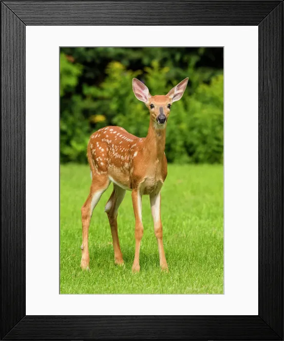Framed Print : White-tailed deer (Odocoileus virginianus). Curious fawn visiting a rural backyard, Greater Sudbury, Ontario, Canada Framed Print : White-tailed deer (Odocoileus virginianus). Curious fawn visiting a rural backyard, Greater Sudbury, Ontario, Canada