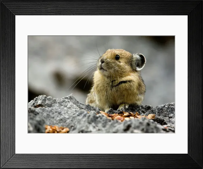 Framed Print : Pika, Ochotona princeps in rockfall habitat, Jasper National Park, Alberta, Canada Framed Print : Pika, Ochotona princeps in rockfall habitat, Jasper National Park, Alberta, Canada