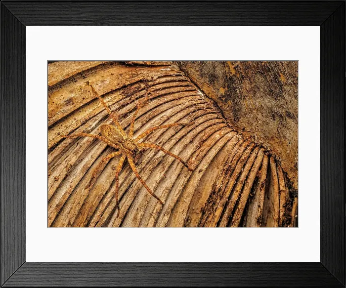 Framed Print : Wolf Spider, Costa Rica Framed Print : Wolf Spider, Costa Rica
