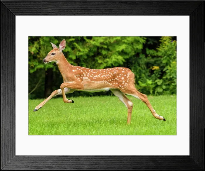 Framed Print : White-tailed deer (Odocoileus virginianus). Curious fawn visiting a rural backyard, Greater Sudbury, Ontario, Canada Framed Print : White-tailed deer (Odocoileus virginianus). Curious fawn visiting a rural backyard, Greater Sudbury, Ontario, Canada