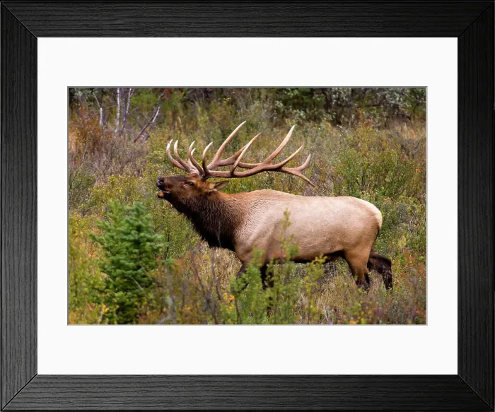 Framed Print : Elk, Cervus elaphus. Stag / Bull in autumn rut, Jasper National Park, Alberta, Canada