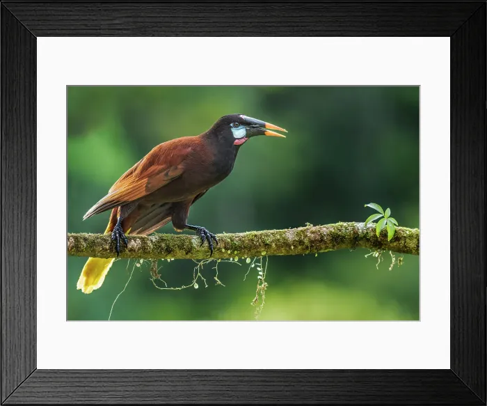 Framed Print : Montezuma Oropendola (Psarocolius montezuma), Costa Rica Framed Print : Montezuma Oropendola (Psarocolius montezuma), Costa Rica