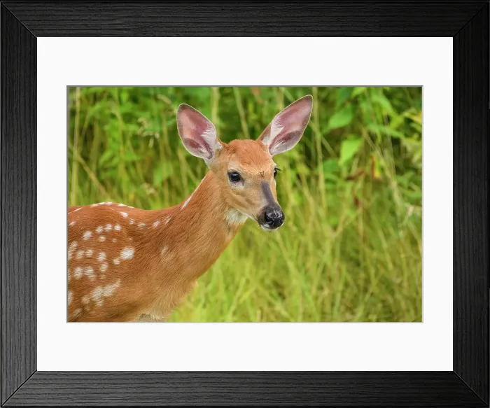 Framed Print : White-tailed deer (Odocoileus virginianus). Curious fawn visiting a rural backyard, Greater Sudbury, Ontario, Canada Framed Print : White-tailed deer (Odocoileus virginianus). Curious fawn visiting a rural backyard, Greater Sudbury, Ontario, Canada