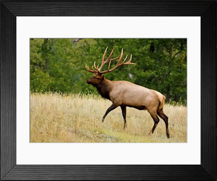 Framed Print : Elk, Cervus elaphus. Stag / Bull in autumn rut, Jasper National Park, Alberta, Canada Framed Print : Elk, Cervus elaphus. Stag / Bull in autumn rut, Jasper National Park, Alberta, Canada