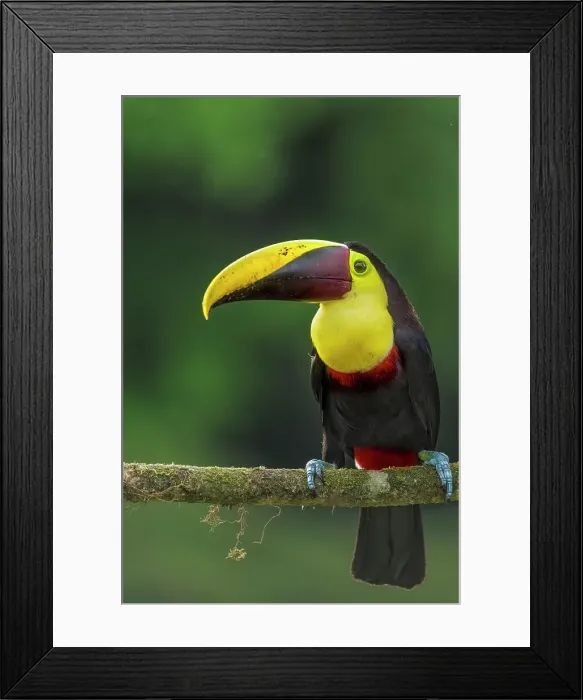 Framed Print : Yellow-throated Toucan (Ramphastos ambiguus), also known as the Chestnut-mandibled Toucan, Boca Tapada, Costa Rica Framed Print : Yellow-throated Toucan (Ramphastos ambiguus), also known as the Chestnut-mandibled Toucan, Boca Tapada, Costa Rica